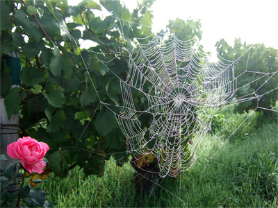 Toile araignée sous la rosée domaine Grossot